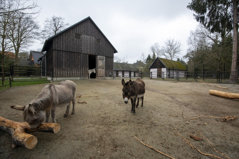 Mit einer Eselsgeduld wartet der Tierpark auf längst nötige Renovierungsmaßnahmen.