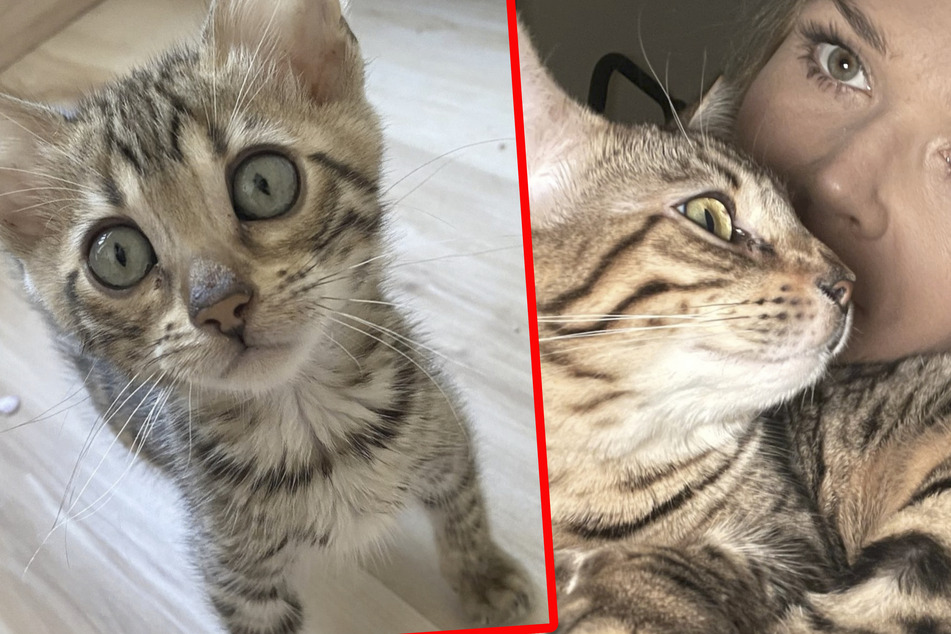 Ein Herz und eine Seele: Für Sara Kulka sind die Katzen Familienmitglieder und werden natürlich nicht weggegeben!