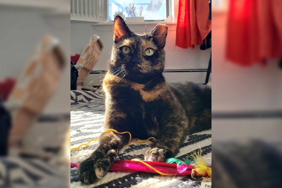 Bella the rescue cat is a gorgeous tortoiseshell lady, but she's not just a pretty face!