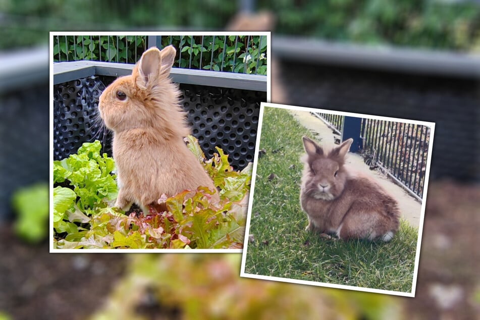 Osamělé králíčátko s lví hlavou Gisbert (6) si velmi přeje společnost.
