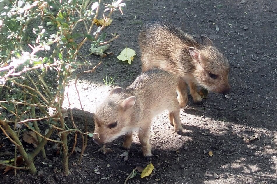 Bei den stark gefährdeten Chaco-Pekaris gibt es Nachwuchs im Zoo Leipzig.