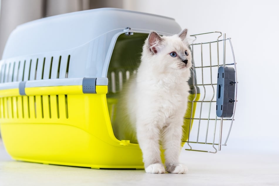 There are a few tricks that will help you get your cat to go into its carrier.