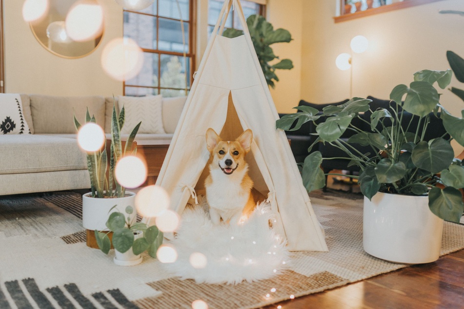 Ein Tipi-Zelt für Hunde bietet Entspannung und Ruhe.