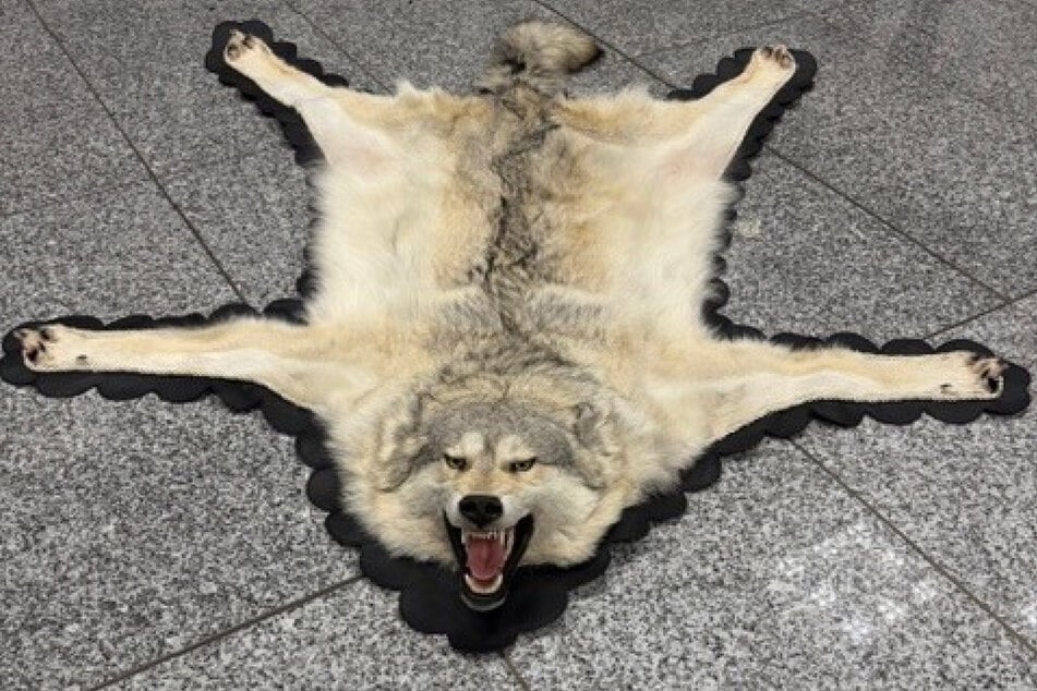 Dieses vom Tier abgezogene Wolfsfell stellten die Zollbeamten am Frankfurter Flughafen sicher.