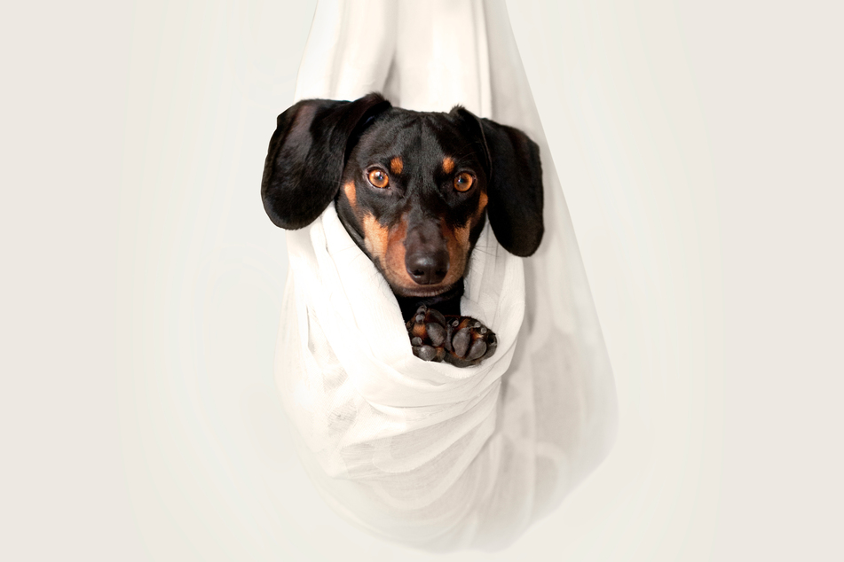 Dachshunds are often referred to as "Weiner Dogs" due to their distinctive shape.