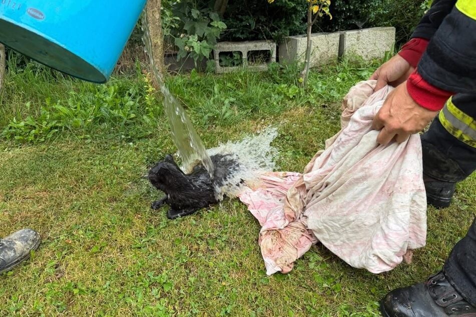 Vor Ort wurde die Katze anschließend zunächst gründlich gewaschen.
