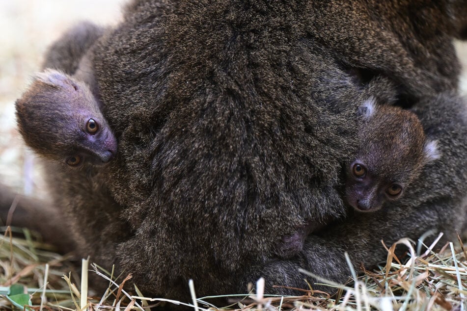 Noch sind die kleinen Lemuren in der Bauchtasche des Muttertiers gut geschützt. Doch schon bald werden sie eigenständig das Gehege erkunden.