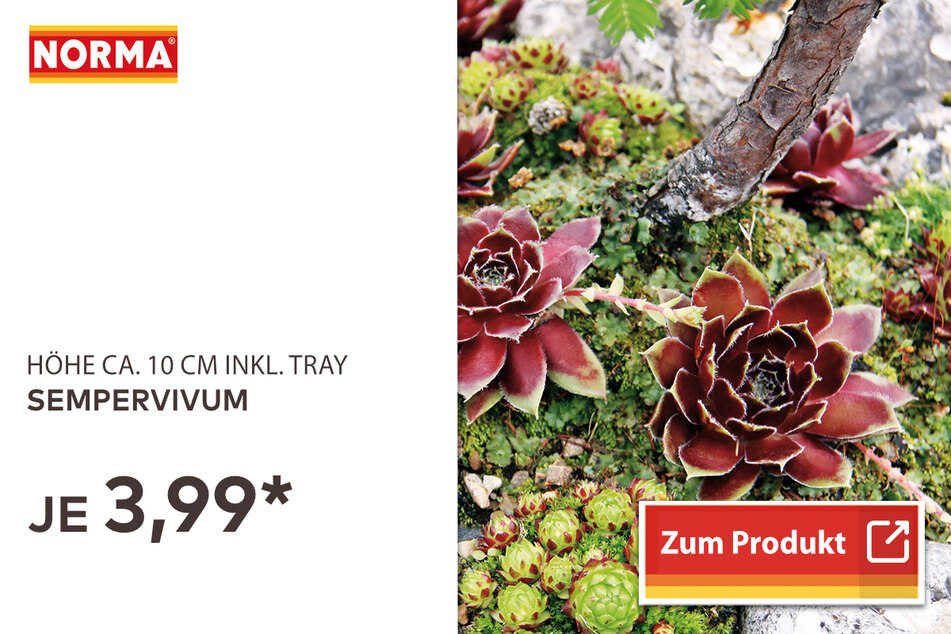 Sempervimum für 3,99 Euro
