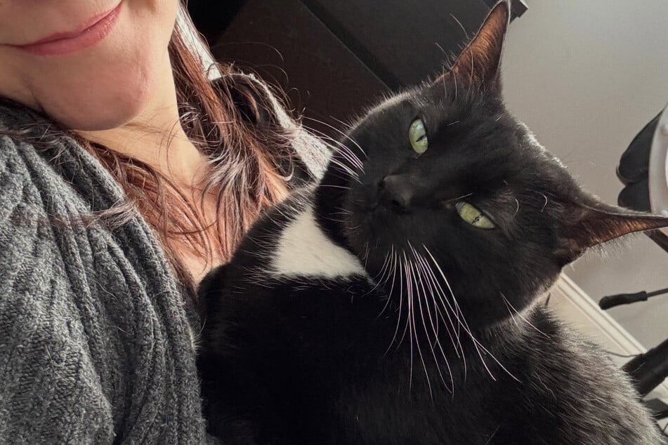 Katze Mittens muss nun hoffen, dass sie jemand für immer haben möchte.