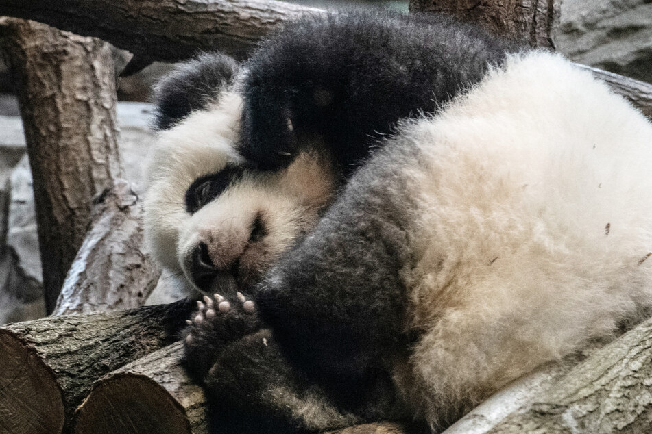 Panda-Nachwuchs Paule liegt in seinem Innengehege im Berliner Zoo.