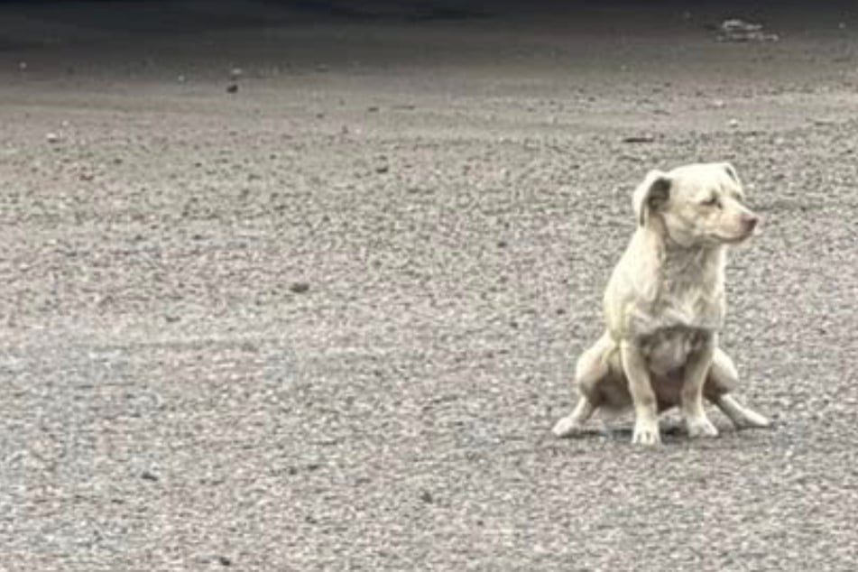 Frau verzweifelt an Rettung dieses Hundes: Als sie es nach Tagen schafft, traut sie ihren Augen kaum
