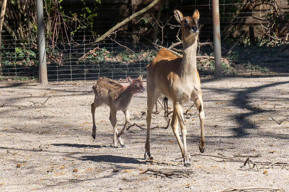 Das Antilopen-Junge folgt seiner Mutter im Kölner Zoo auf den Huf.