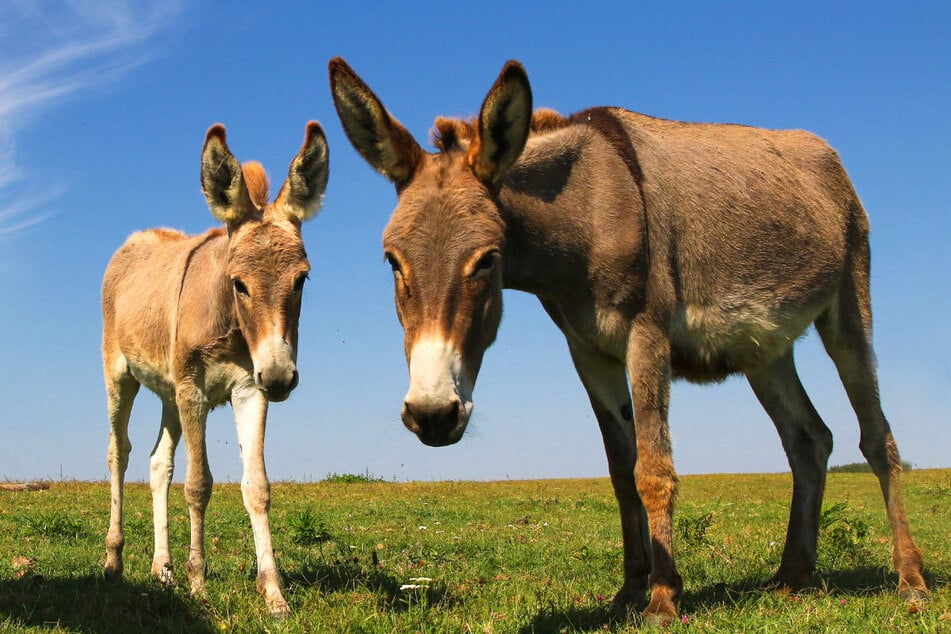 Zwei Esel (und ein Pony) haben auf einer Straße im Landkreis Dachau für einen Polizeieinsatz gesorgt. (Symbolbild)