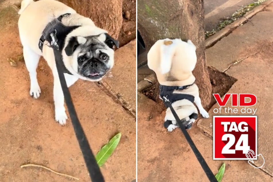 viral videos: Viral Video of the Day for June 14, 2024: Pup takes an upside-down approach to going potty!