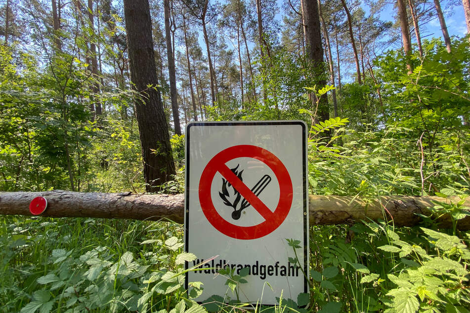 Die Waldbrandgefahr in Sachsen-Anhalt ist groß - Tief "Peter" könnte regional für Entspannung sorgen. (Symbolbild)