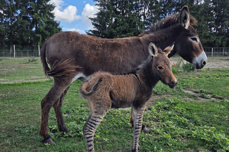 Die Mama weicht dem Nachwuchs auf der Weide nicht von der Seite.