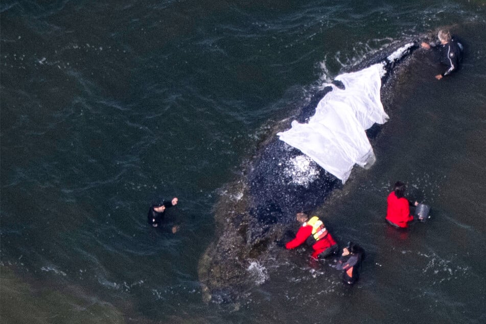 Buckelwal "Timmy" liegt weiter vor der Insel Poel: Heute soll weiter gebaggert werden