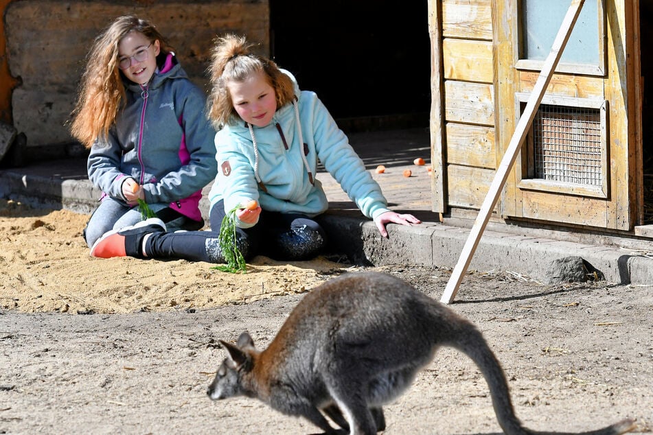 Die Zwillinge Anika und Alina Melzer (10) wollen das Wallaby füttern.