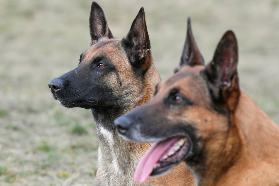 Der Malinois ist ein hochintelligenter, extrem arbeitsfreudiger und besonders wachsamer Hund. (Symbolbild)