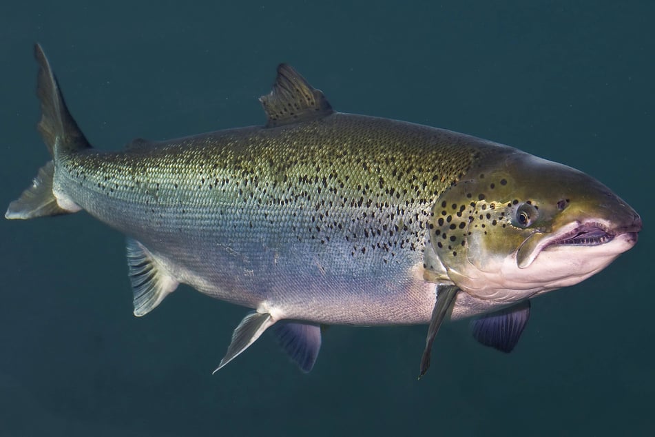 Der Lachs ist zurück, ob er bleibt aber ungewiss.