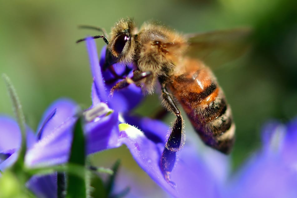 Eine Biene landet auf einer Blüte in einem Garten.