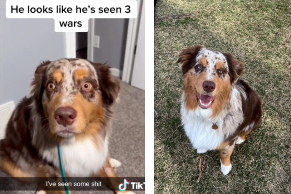 Chance is usually a happy dog (r.) but he looked bewildered after he got neutered (l.).