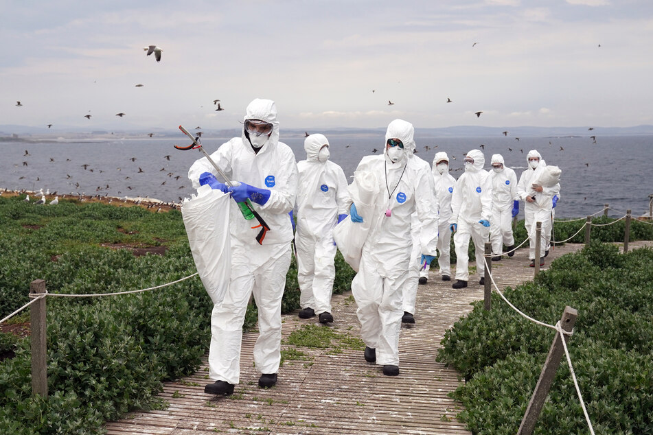 In Großbritannien ist es zu einem verheerenden Ausbruch der Vogelgrippe gekommen.