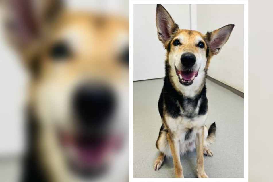 Elfi kam als Fundhund in das Tierheim in Koblenz. Zunächst hoffte man noch, dass sich ihre vorherigen Halter dort melden würden.