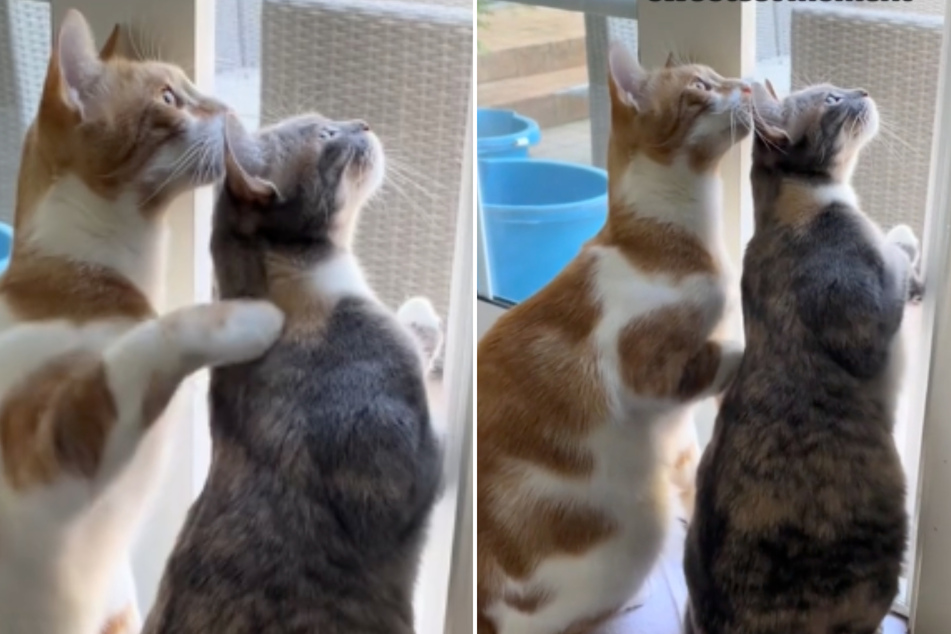 A sweet moment between two cat siblings left TikTokers in awe.