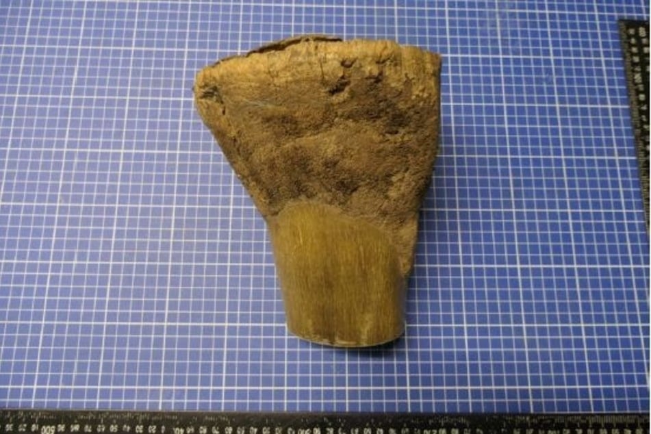 Ein Mann wollte ein Hornstück eines Nashorns nach Leipzig schmuggeln.