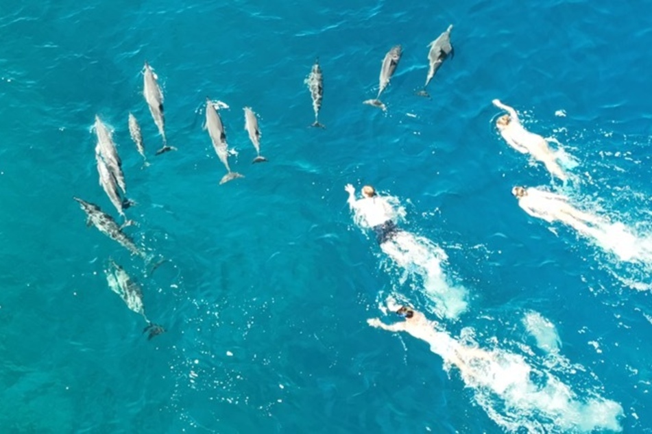 Drone footage shows a group of swimmers that appear to be harassing a pod of dolphins in Hawaii. The swimmers may face charges,