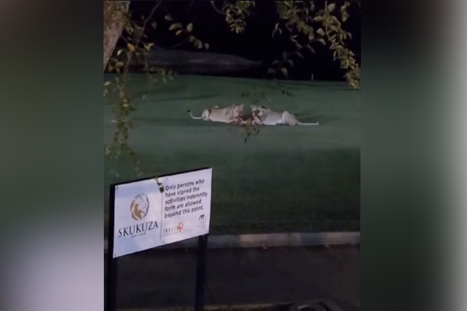 Zwei Löwinnen verspeisten auf einem südafrikanischen Golfplatz eine Antilope.