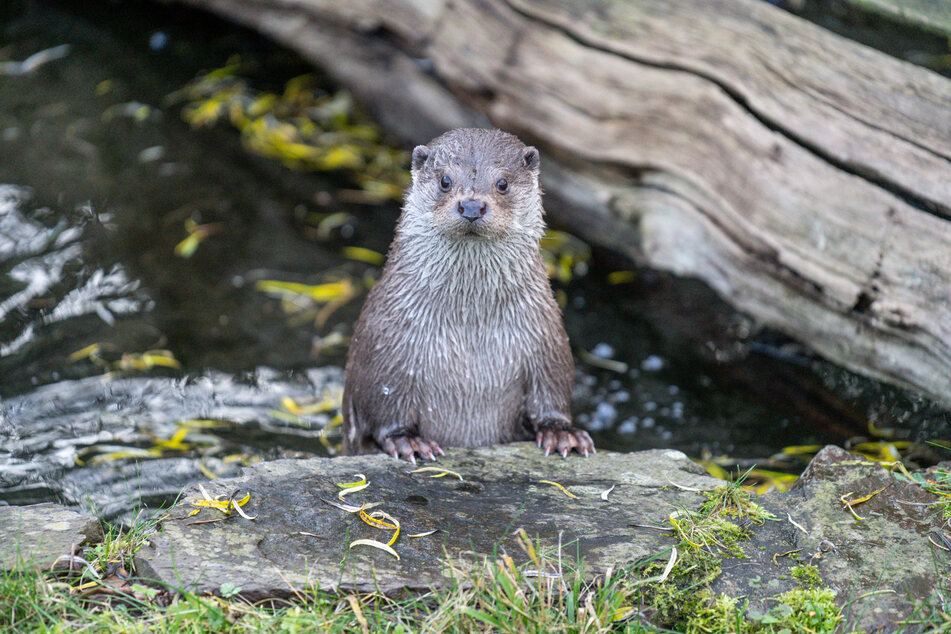 Putziger Neuankömmling im Kölner Zoo: Männchen Dexter ist "der Neue" in der Fischotter-Anlage.