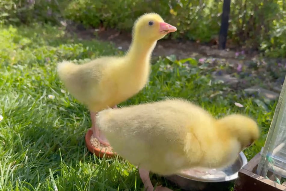 Die Gänse dürfen ein schönes Leben leben - zumindest bis kurz vor Weihnachten.