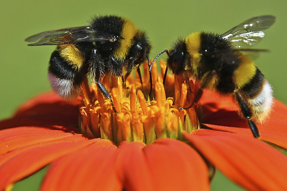 Insektenschwund: So könnt Ihr Bienen, Hummeln & Co. am besten helfen