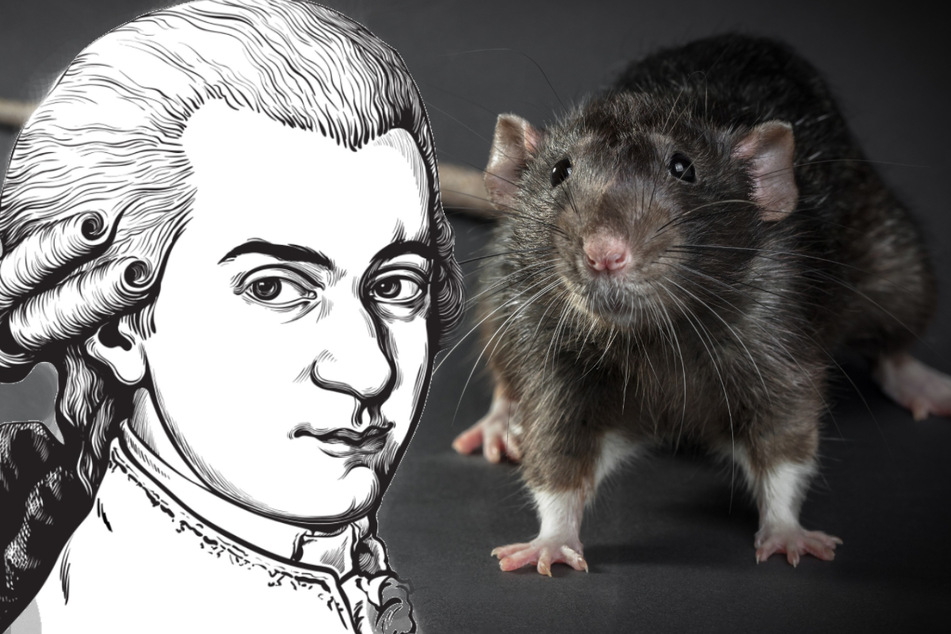 Rodents can move their heads to the music of Mozart, a new study shows (stock image).