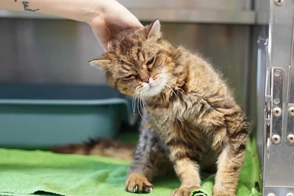 Andere Katzen möchte die Fellnase lieber nicht in seinem neuen Zuhause haben.
