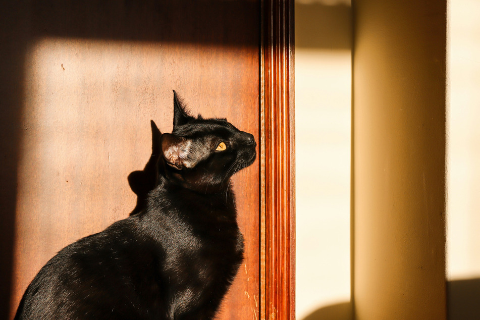 The Bombay cat is a relatively popular, but underappreciated cat breed.