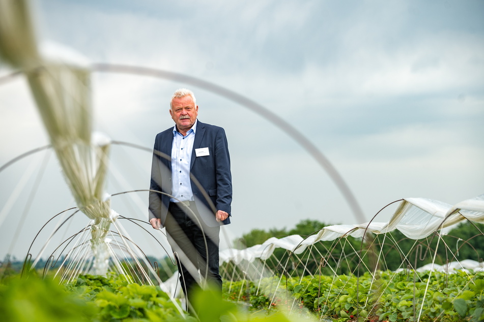 Jörg Geithel (60) vom Landesverband Sächsisches Obst hat Absatzsorgen - auch wegen der hohen Energiepreise.