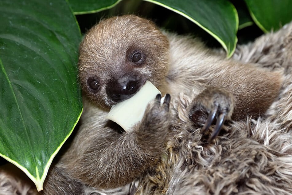 Der kleine "Yono" frisst am liebsten gekochtes Gemüse und entwickelt sich prächtig.