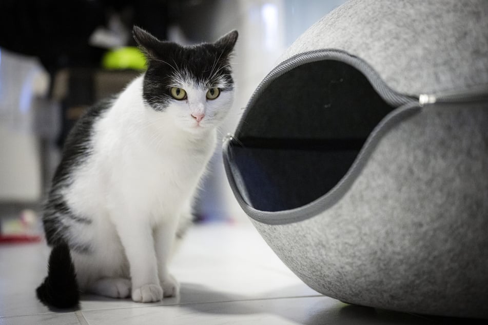 Zuvor war die Katze im Oldenburger Tierheim untergebracht.