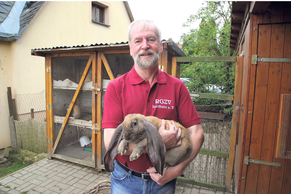 Eine von vielen Attraktionen, die Dorfhain zu bieten hat: Züchter Lothar Mende (70) und sein Langohrkaninchen.