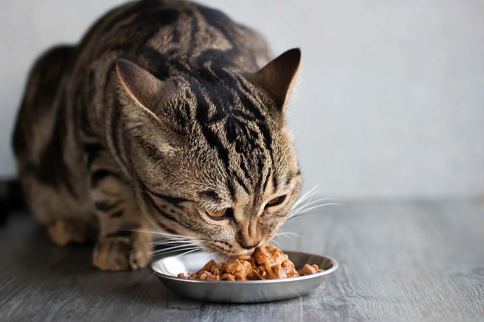 Katzen fressen am liebsten alleine – sowohl in der freien Wildbahn als auch zu Hause.