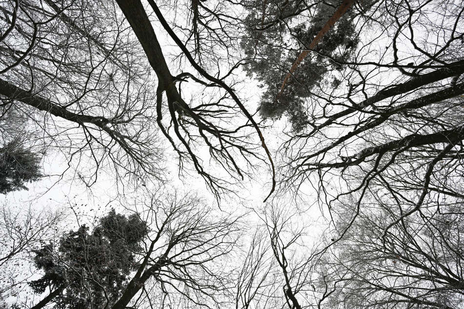 Der aktuelle Waldzustandsbericht für Hessen zeichnet kein gutes Bild für die Wälder in dem Bundesland.