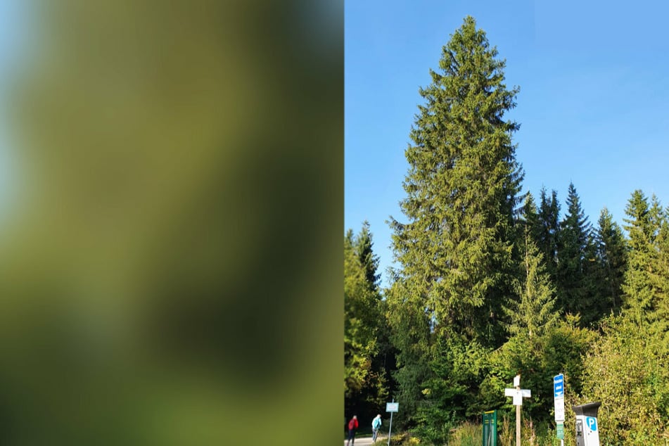 Die etwa 30 Meter hohe, circa 80 Jahre alte Fichte wurde im Forstbezirk Adorf des Staatsbetriebes Sachsenforst gefunden.