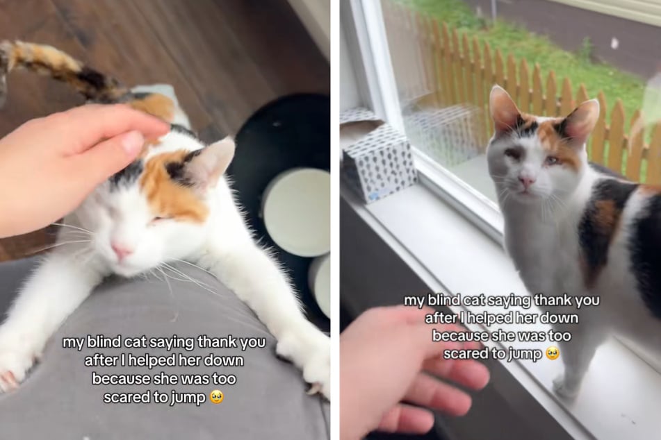 Femme aide son chat aveugle à descendre de l'appui de fenêtre : le geste que l'animal montre alors touche tous les cœurs