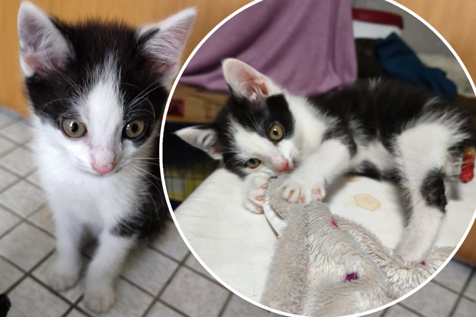 Joschi kam mit fast komplett abgerissenem Schwänzchen zur "Babyklappe". Sofort musste der Kleine zum Tierarzt.