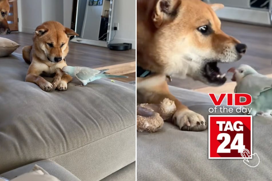 viral videos: Viral Video of the Day for March 28, 2026: Dog refuses to share bone with nosy parrot sibling