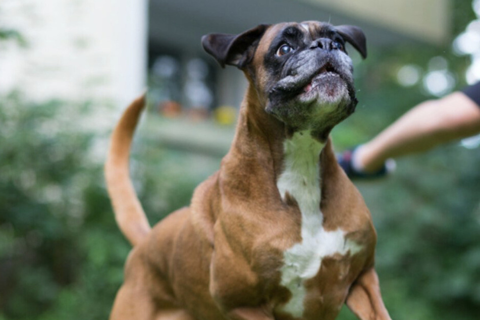 Während Kontrolle: Frau (40) hetzt Hund auf Mitarbeiter des Ordnungsamts