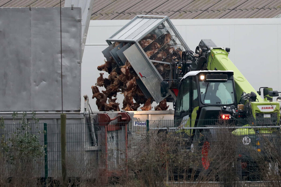 Nach einem Ausbruch der Vogelgrippe in einem Nutztierbestand im Landkreis Märkisch-Oderland mussten fast 17.000 Enten getötet werden. (Symbolfoto)